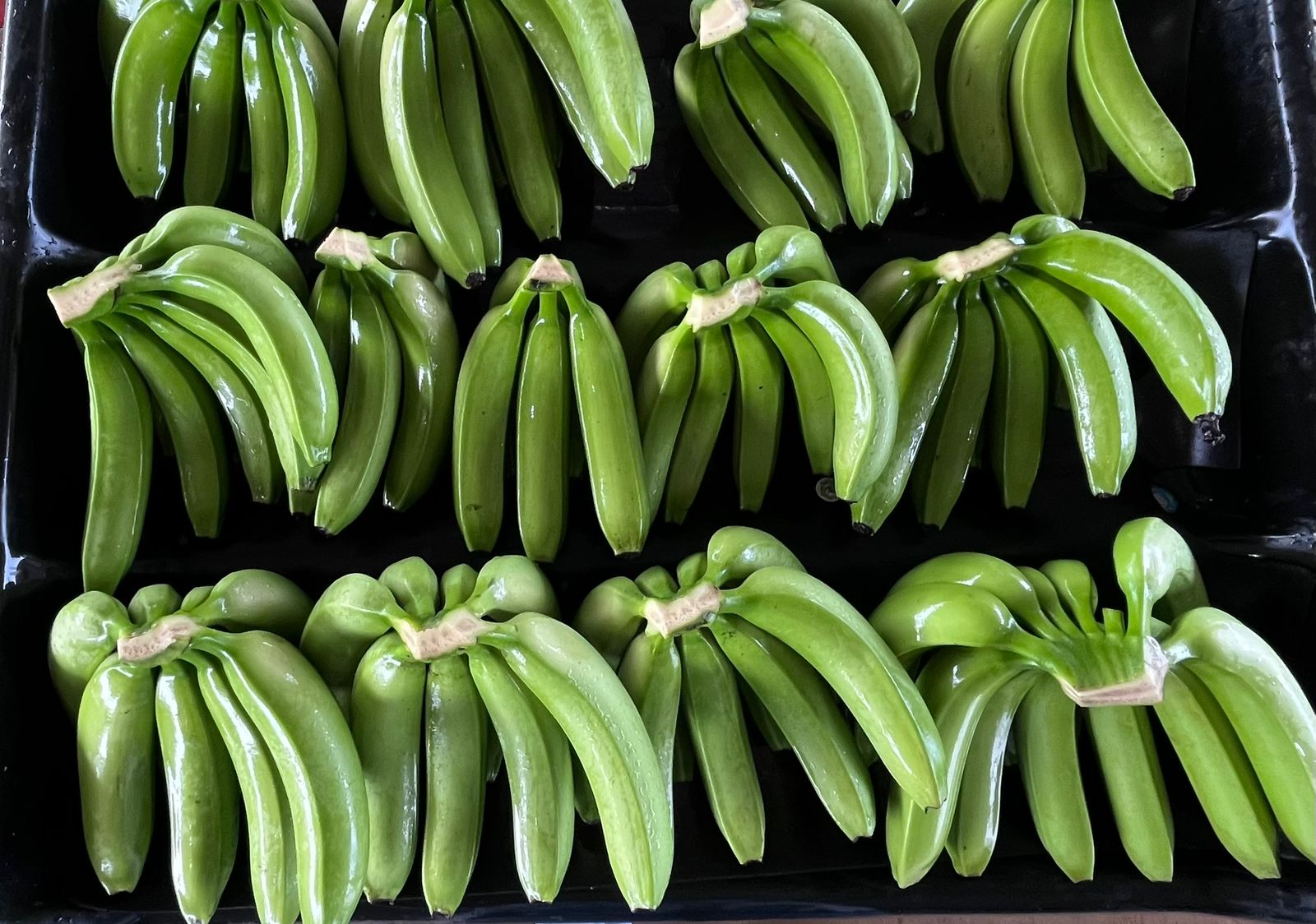 Banano Cavendish verde